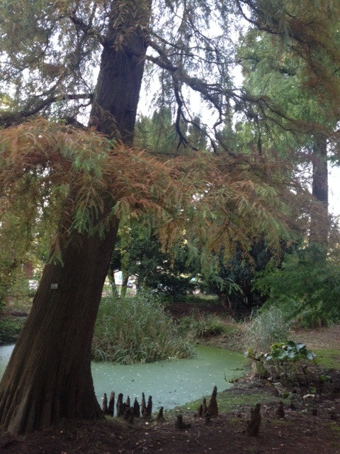 Alter Botanischer Garten Kiel
 Alter Botanischer Garten Kiel Aktuelles