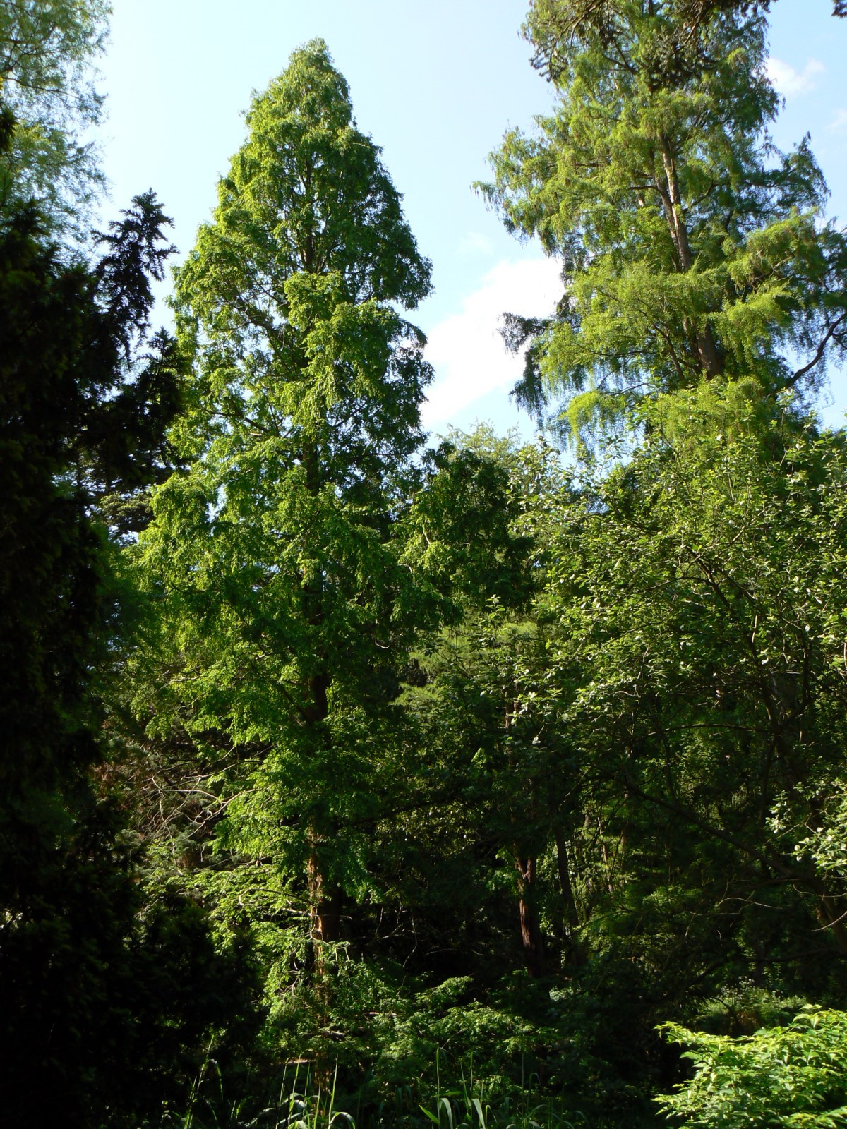 Alter Botanischer Garten Kiel
 Alter Botanischer Garten Kiel