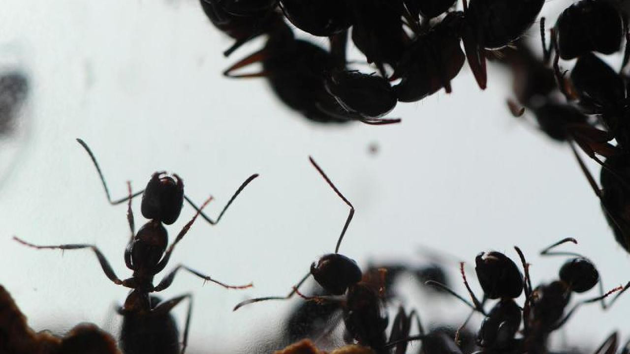 Ameisen In Der Wohnung
 Ameisen in der Wohnung Zimt und Kreide helfen Video