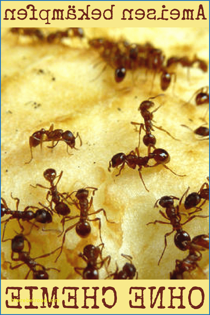 Ameisen In Der Wohnung
 Fliegende Ameisen In Der Wohnung