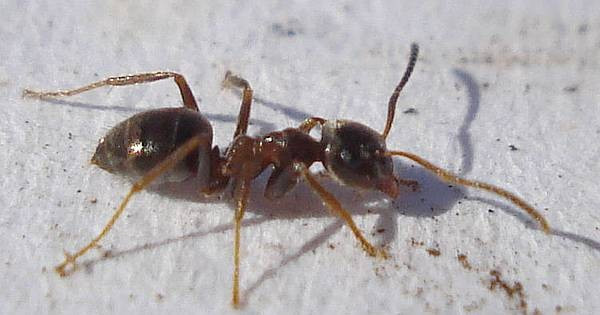 Ameisen In Der Wohnung
 Ameisen vertreiben ohne Gift 10 natürliche Hausmittel