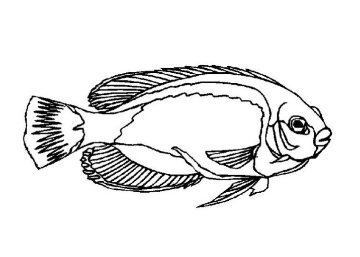 Ausmalbilder Fische Kostenlos
 Malvorlagen zum Ausdrucken Ausmalbilder Fische kostenlos 4