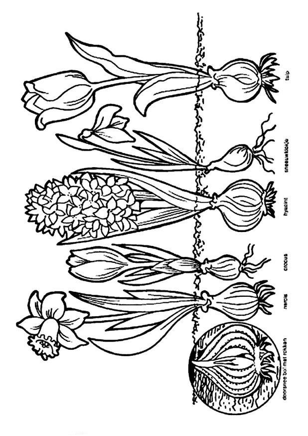 Ausmalbilder Frühblüher
 Ausmalbild Zwiebeln Kids n Fun coloring 2