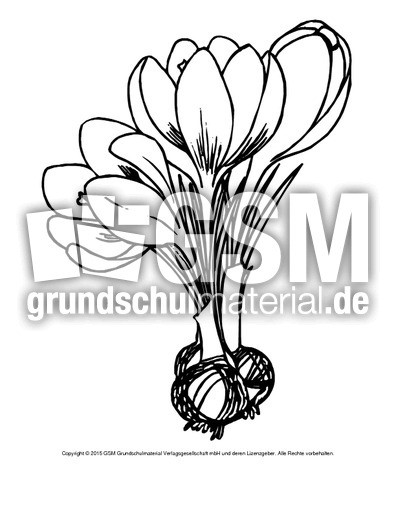 Ausmalbilder Frühblüher
 Ausmalbild Krokus Ausmalbilder Blumen Frühling