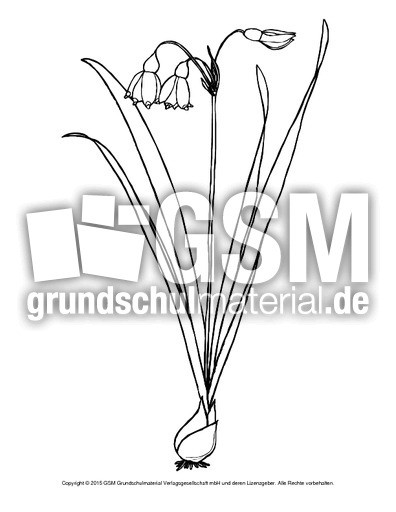 Ausmalbilder Frühblüher
 Ausmalbild Märzenbecher Ausmalbilder Blumen Frühling