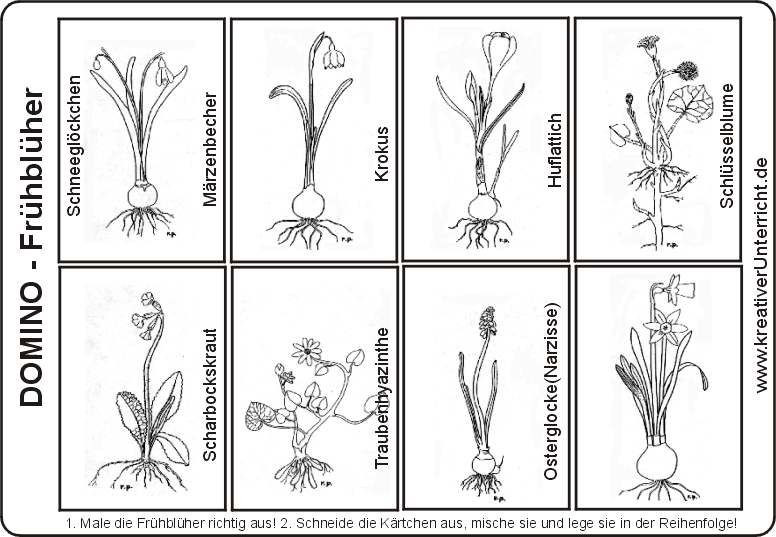 Ausmalbilder Frühblüher
 Frühblüher Domino Frühling Pinterest