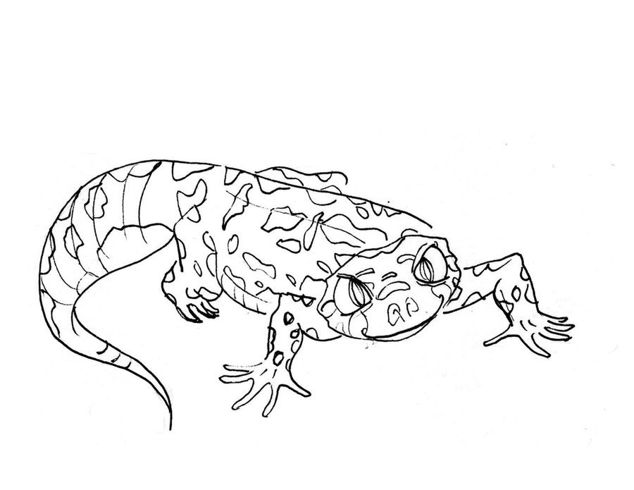 Ausmalbilder Gecko
 Ausmalbilder Gecko zum ausdrucken kostenlos für Kinder