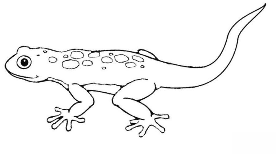 Ausmalbilder Gecko
 Ausmalbilder Gecko zum ausdrucken kostenlos für Kinder