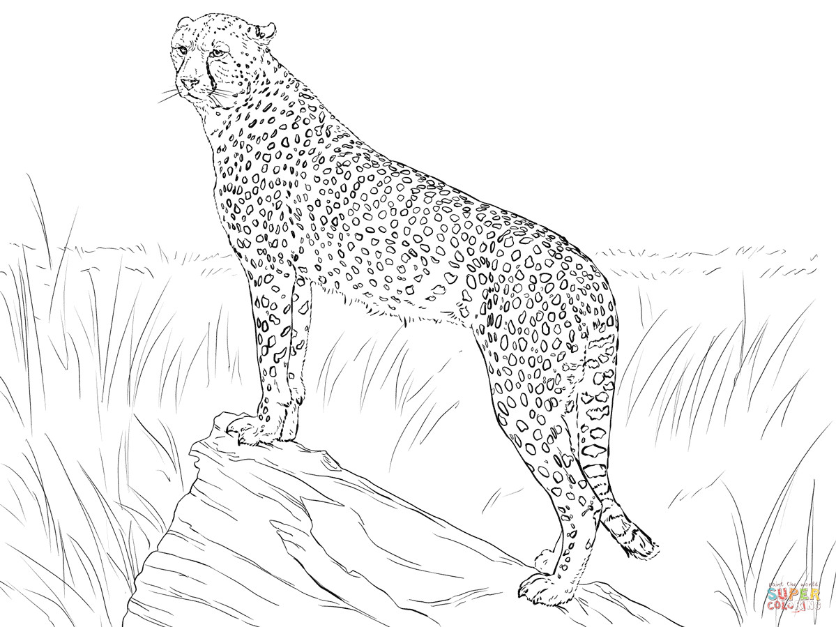 Ausmalbilder Gepard
 Ausmalbild Gepard beobachtet seine Beute
