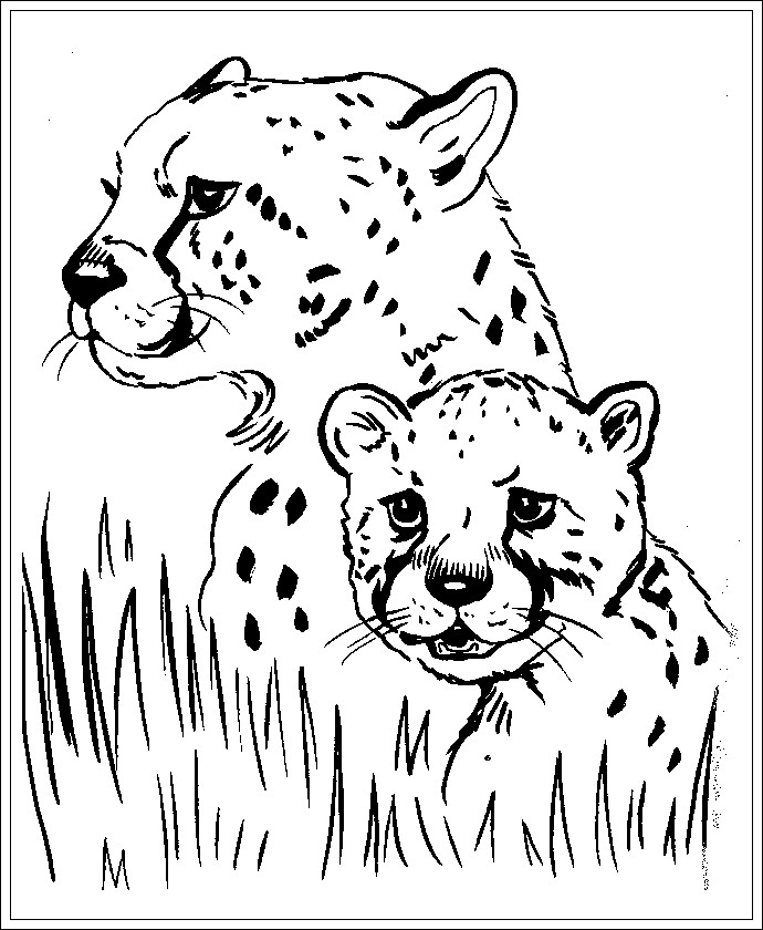 Ausmalbilder Gepard
 Ausmalbilder zum Ausdrucken Ausmalbilder Gepard Kostenlos
