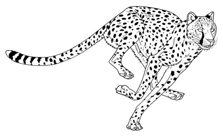 Ausmalbilder Gepard
 Gepard Ausmalbilder Malvorlagentv