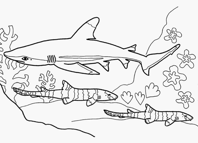 Ausmalbilder Haie
 Ausmalbilder Hai Kostenlos Ausmalbilder von Alle