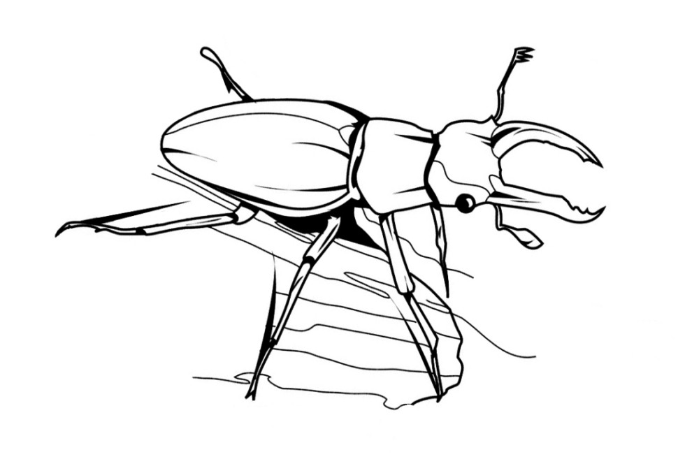 Ausmalbilder Insekten
 Ausmalbilder zum Ausmalen Malvorlagen Insekten kostenlos 2