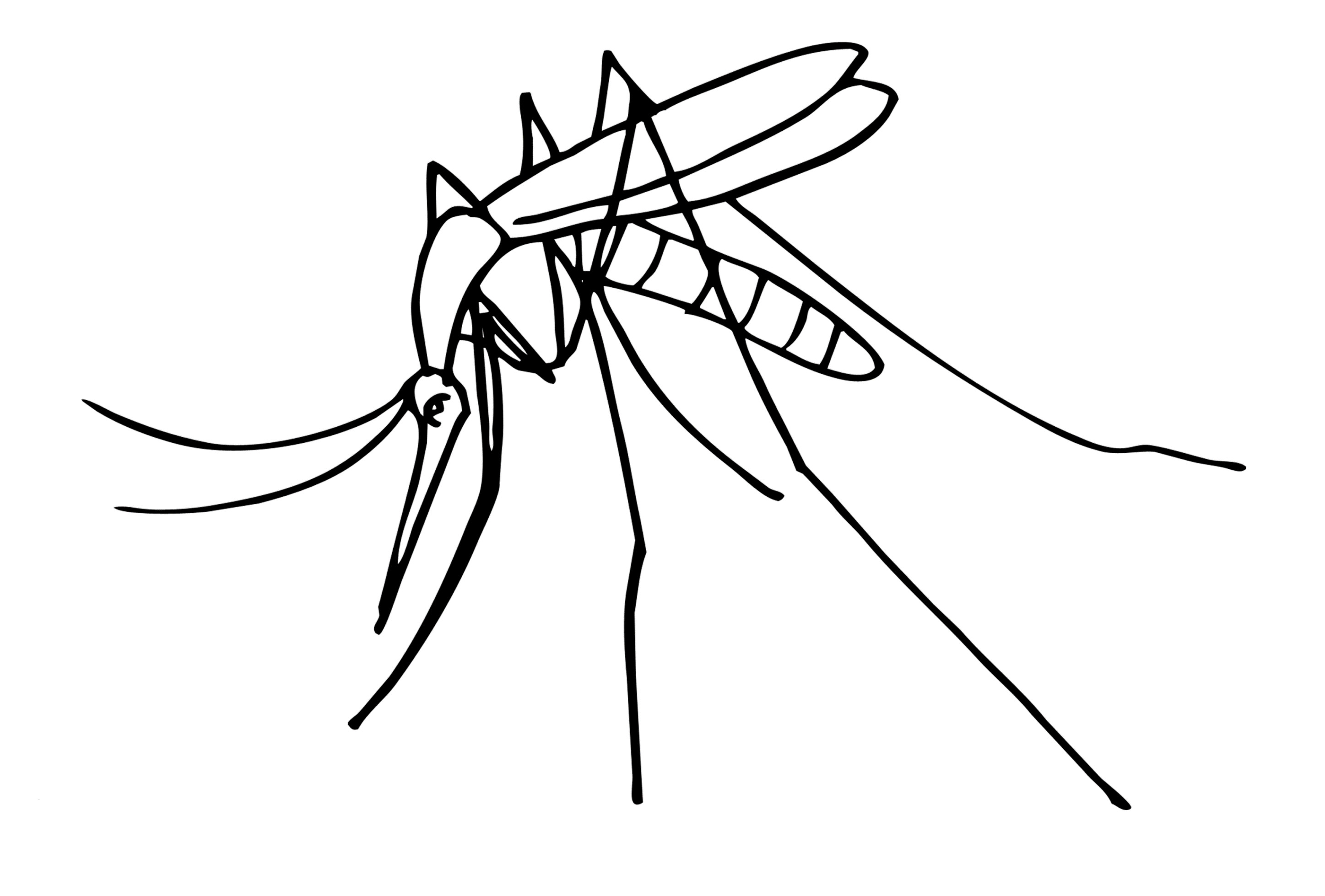 Ausmalbilder Insekten
 Malvorlagen zum Drucken Ausmalbild Insekten kostenlos 3