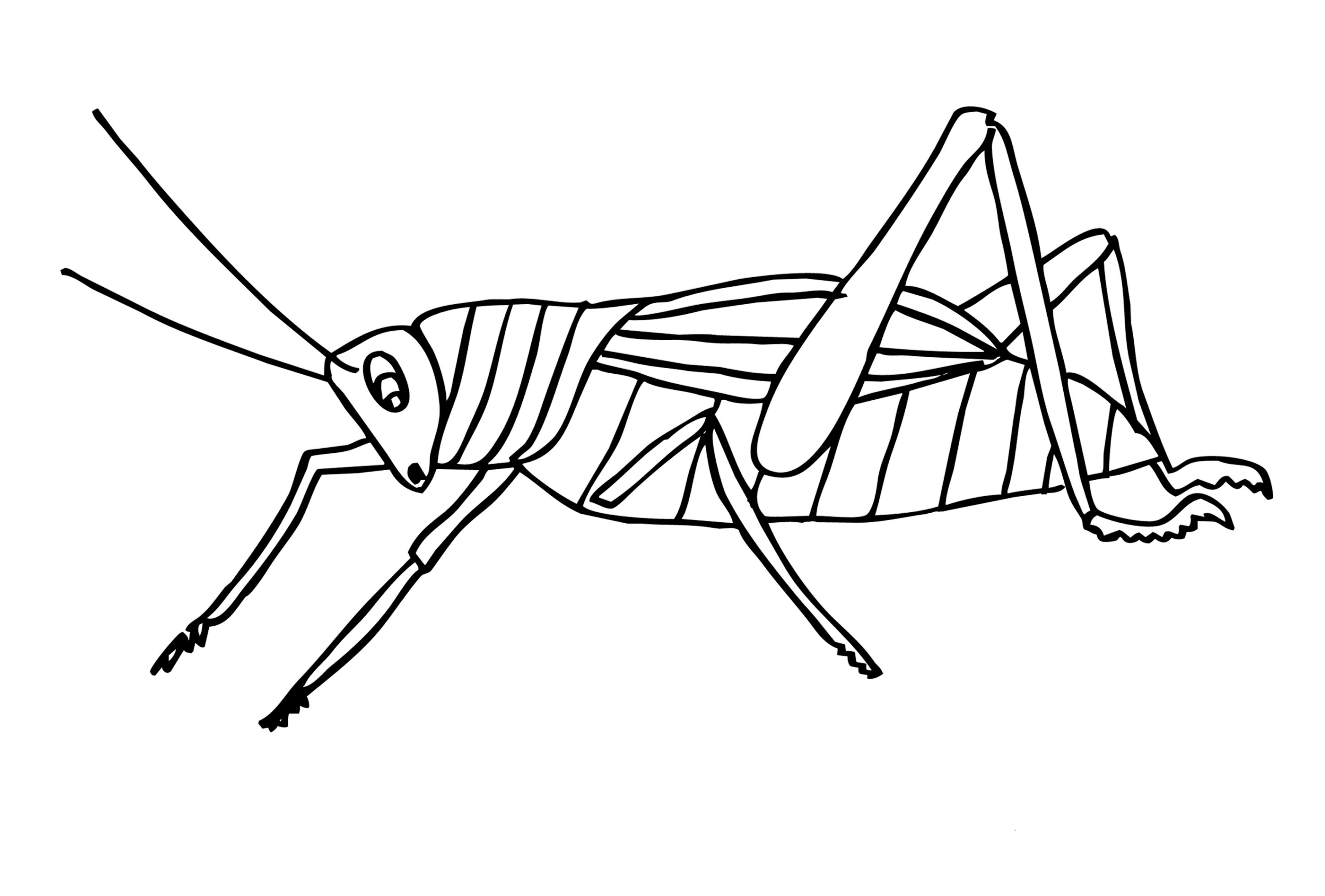 Ausmalbilder Insekten
 Ausmalbilder zum Drucken Malvorlage Insekten kostenlos 2