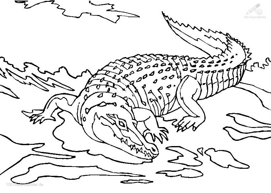 Ausmalbilder Krokodil
 Ausmalbild Krokodil
