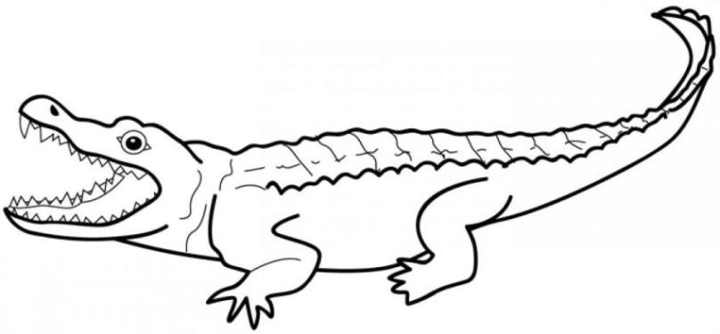 Ausmalbilder Krokodil
 Ausmalbilder zum Drucken Malvorlage Krokodil kostenlos 4
