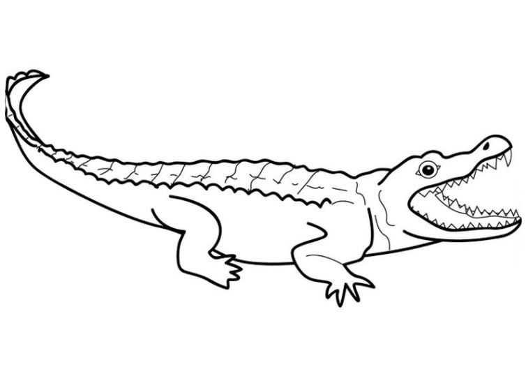 Ausmalbilder Krokodil
 Krokodil malvorlagen kostenlos zum ausdrucken