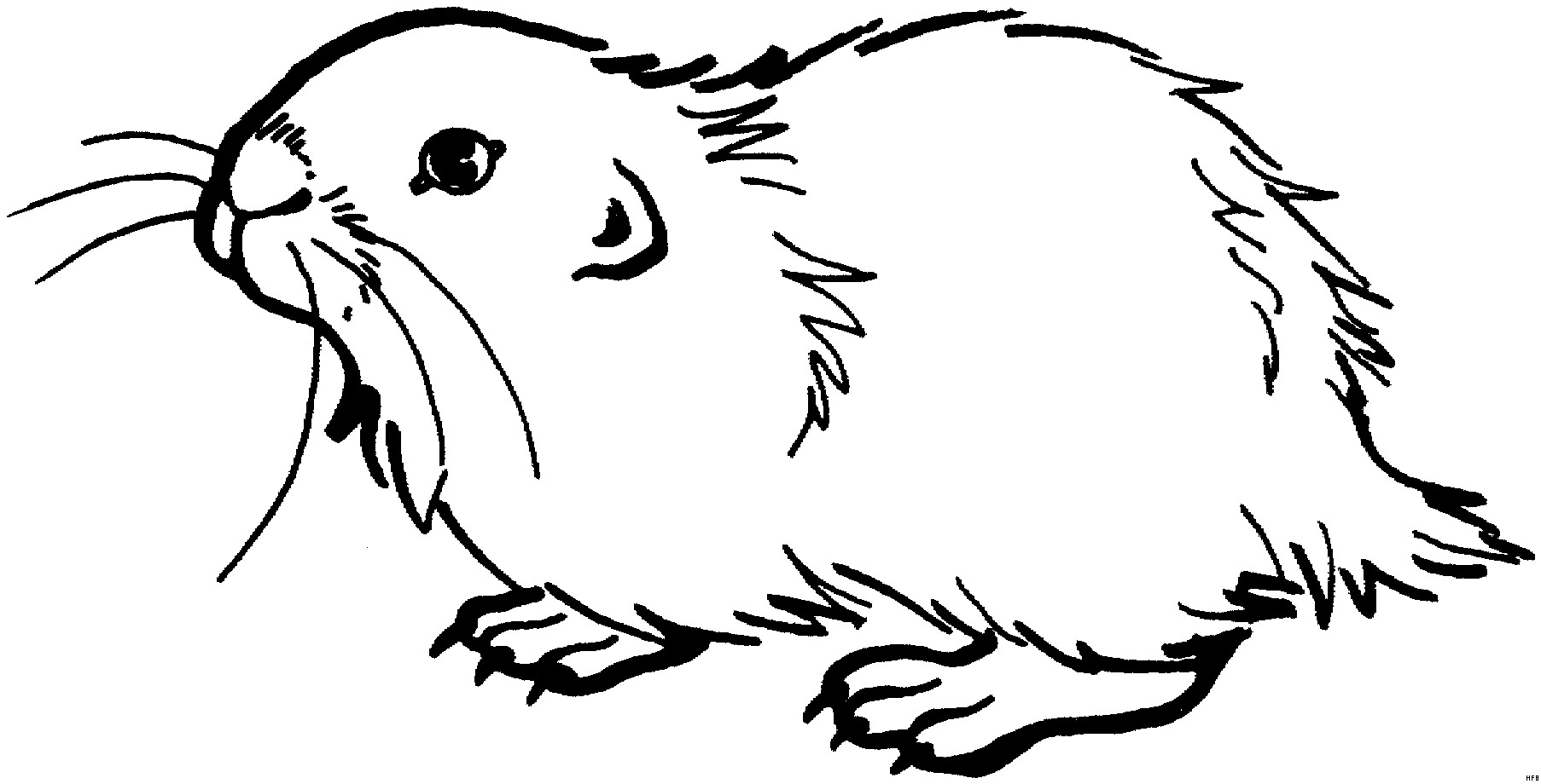 Лемминги морская Свинка
