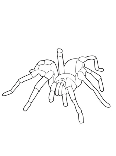 Ausmalbilder Spinne
 Spinne