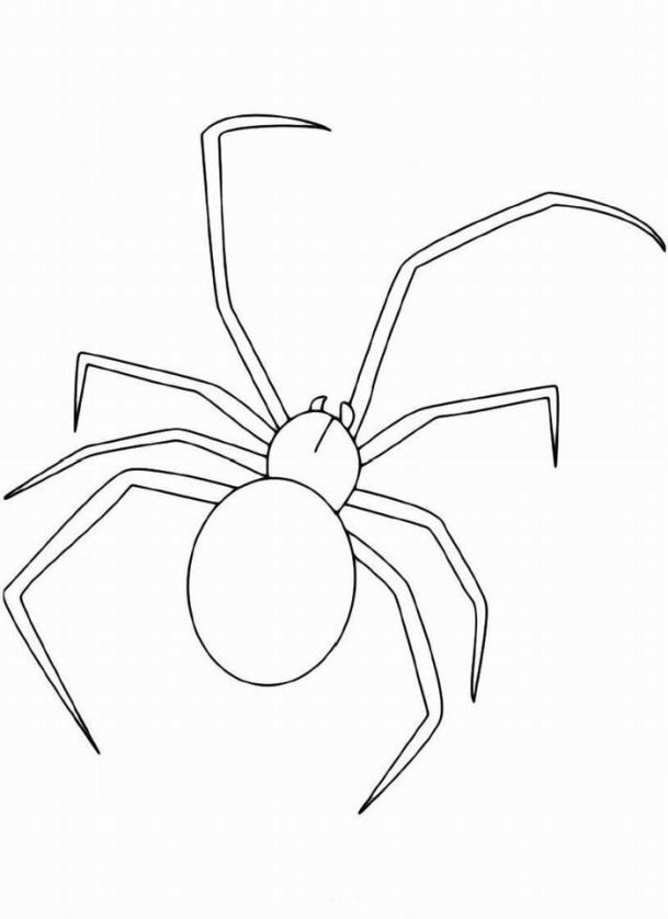 Ausmalbilder Spinne
 Schöne Malvorlagen Ausmalbilder Spinne ausdrucken 1