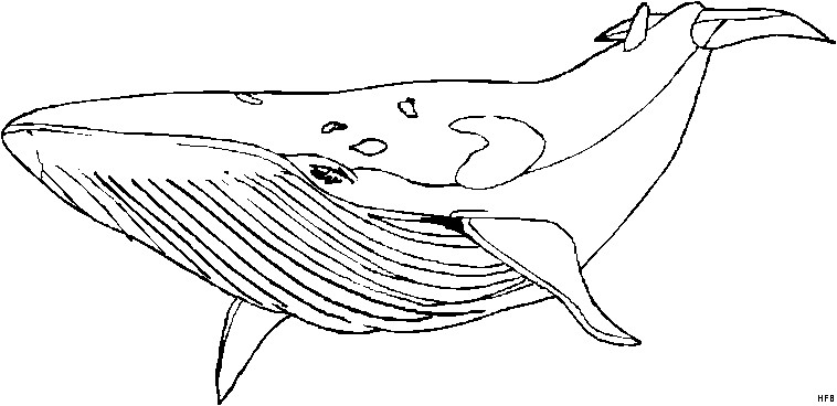 Ausmalbilder Wal
 Wal Schematisch Ausmalbild & Malvorlage Tiere