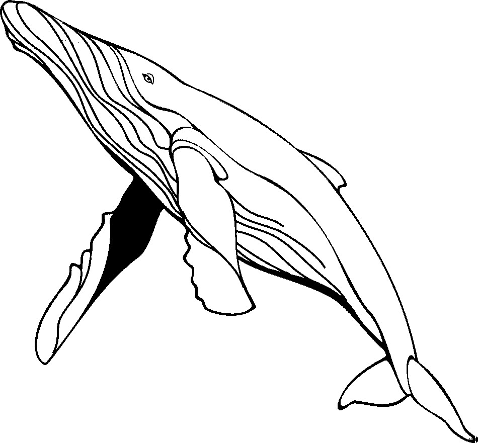 Ausmalbilder Wal
 Schwimmender Wal Ausmalbild & Malvorlage Tiere