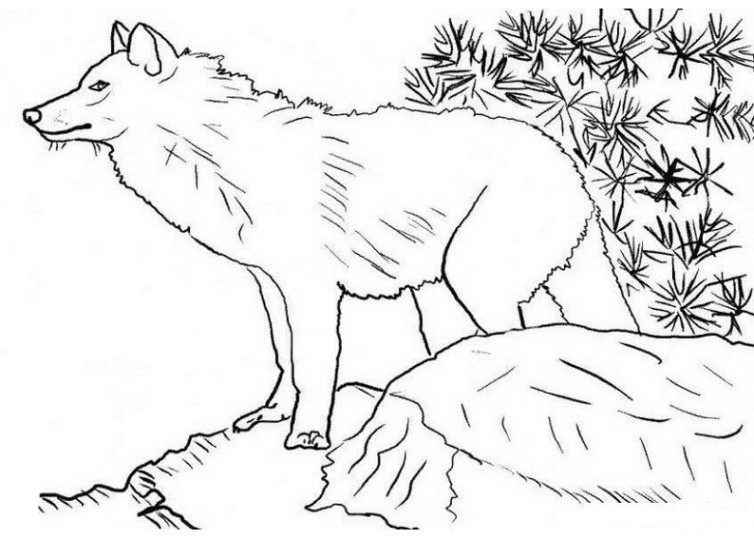 Ausmalbilder Wolf
 Schöne Ausmalbilder Malvorlagen Wolf ausdrucken 1