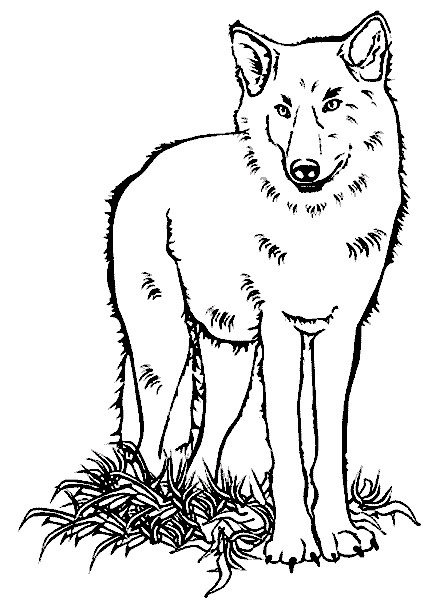 Ausmalbilder Wolf
 Ausmalbilder für Kinder Malvorlagen und malbuch