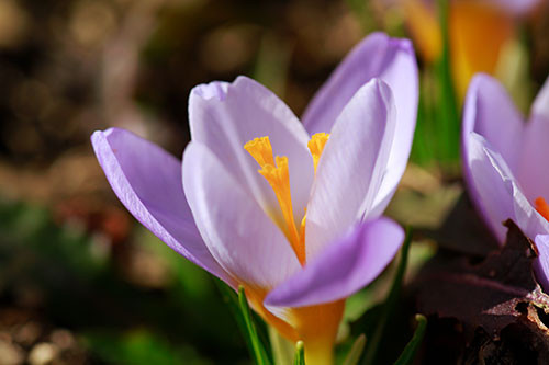 Blumen Geburtstag Bilder Kostenlos
 Blumen Bilder kostenlos Naturfotos lizenzfrei