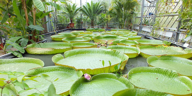 Botanischer Garten Bochum
 Bochum schönsten Reiseziele in 2018 Reisetipps für