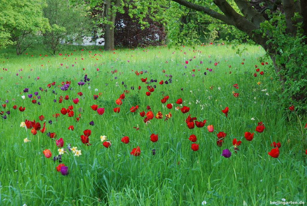 Britzer Garten Eingänge
 Tulipan im Britzer Garten – berlingarten