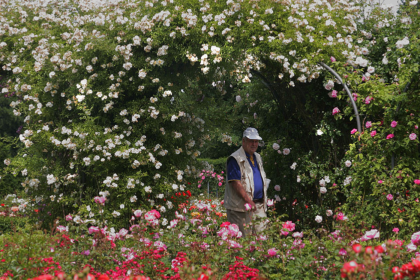 Britzer Garten Eingänge
 Rosenblüte im Britzer Garten Berlin av Berichte Fotos
