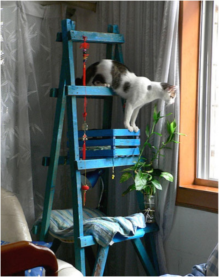 Diy Cat Tree
 Top 10 Entertaining DIY Cat Trees Top Inspired