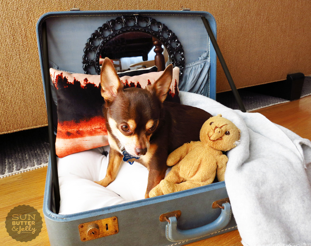 Diy Dog
 DIY Vintage Suitcase Dog Bed