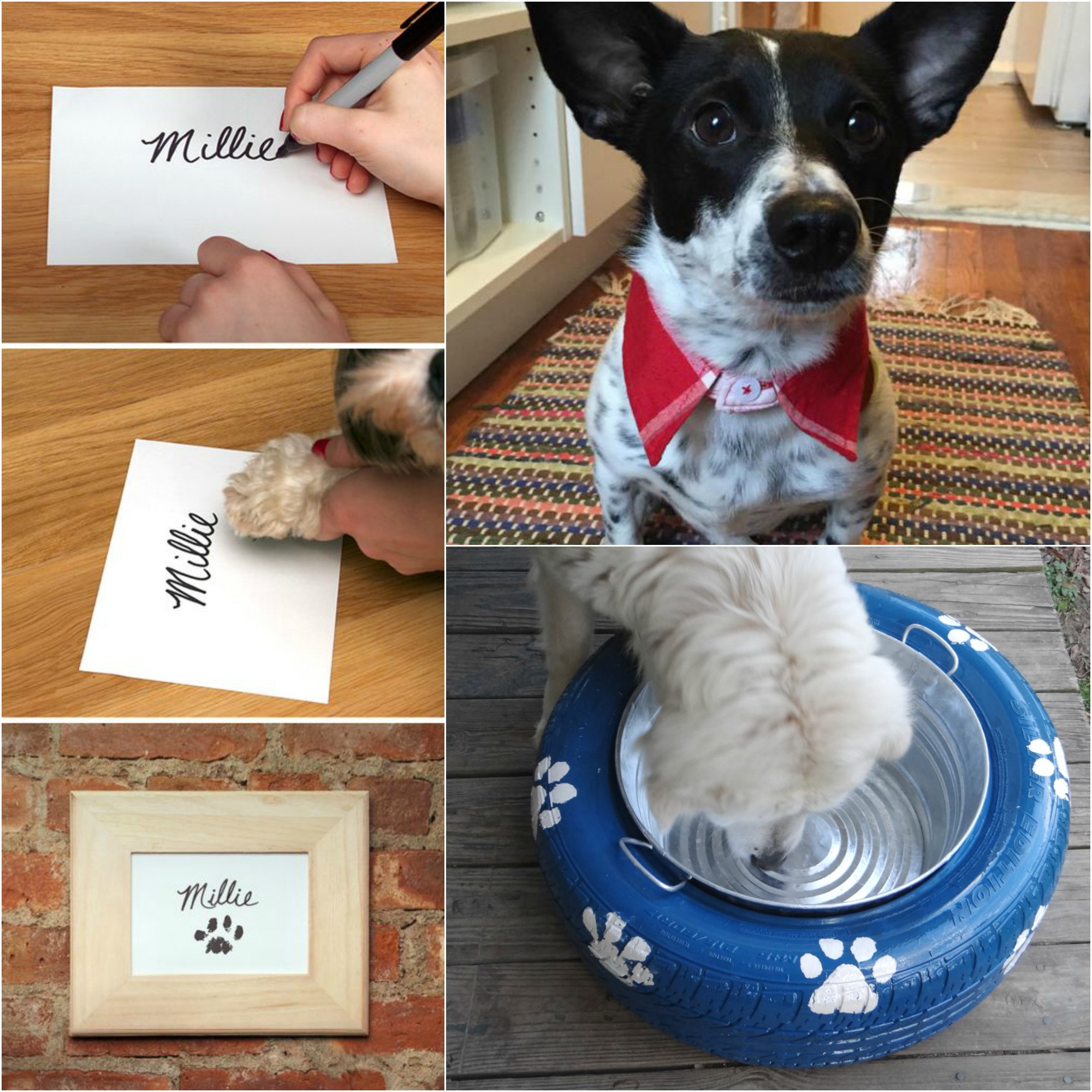 Diy Dog
 10 DIY Projects for Dog Lovers The Realistic Mama