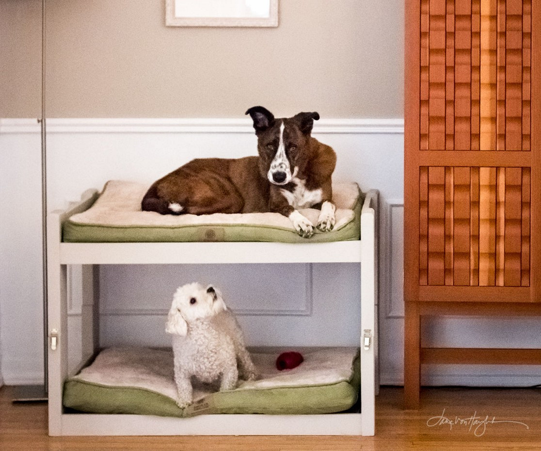 Diy Dog
 Easy and Affordable DIY Dog Bed Ideas HomeStyleDiary