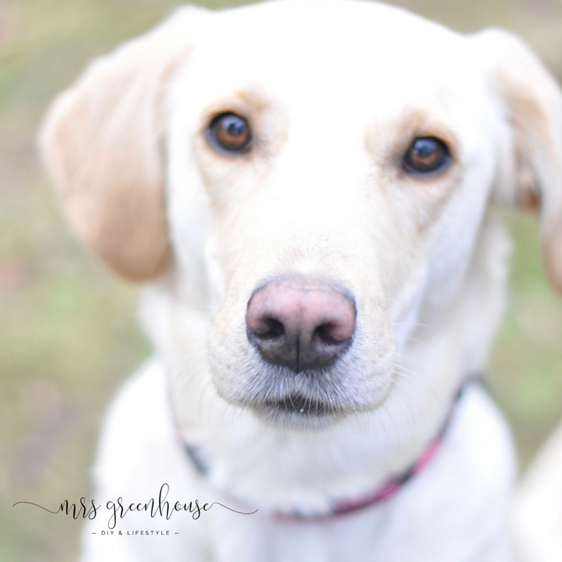 Diy Hund
 Anleitung für einen kleinen Leckerli Beutel für den Hunde