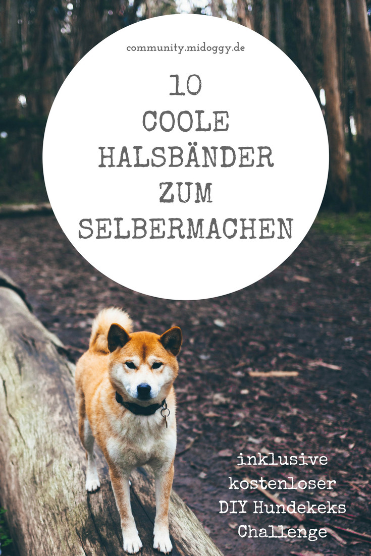 Diy Hund
 Hunde DIY Halsband Selbermachen Tipps