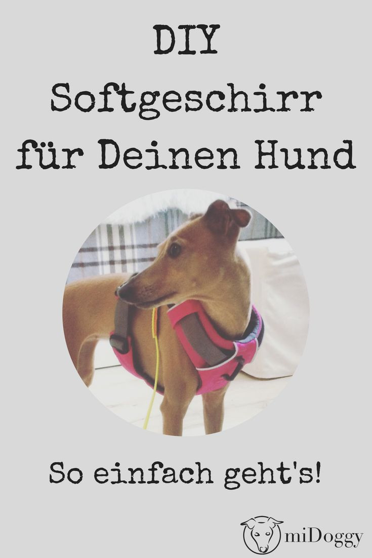 Diy Hund
 25 best ideas about Halsband hund on Pinterest