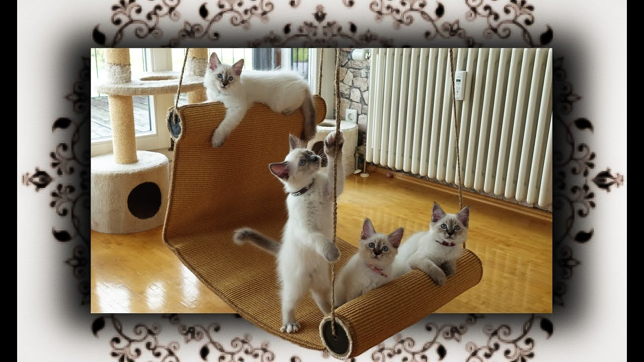 Diy Katzen
 DIY 😻 Chaiselongue Schaukel für Katzen