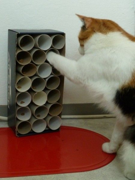 Diy Katzenspielzeug
 Die 25 besten Ideen zu Katzenspielzeug auf Pinterest