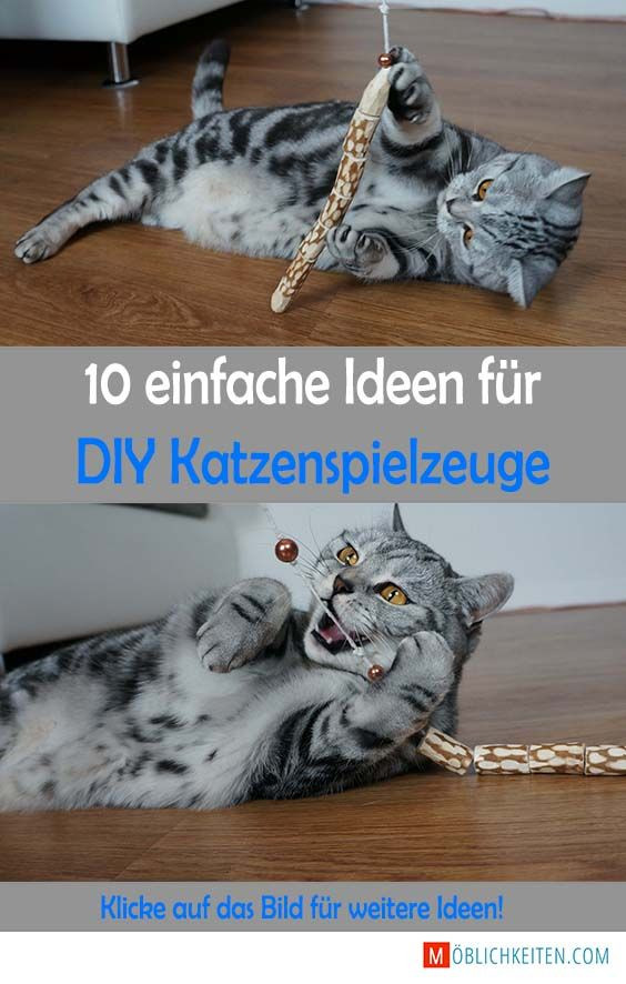 Diy Katzenspielzeug
 Klicke auf das Bild für mehr DIY Katzenspielzeuge und mehr