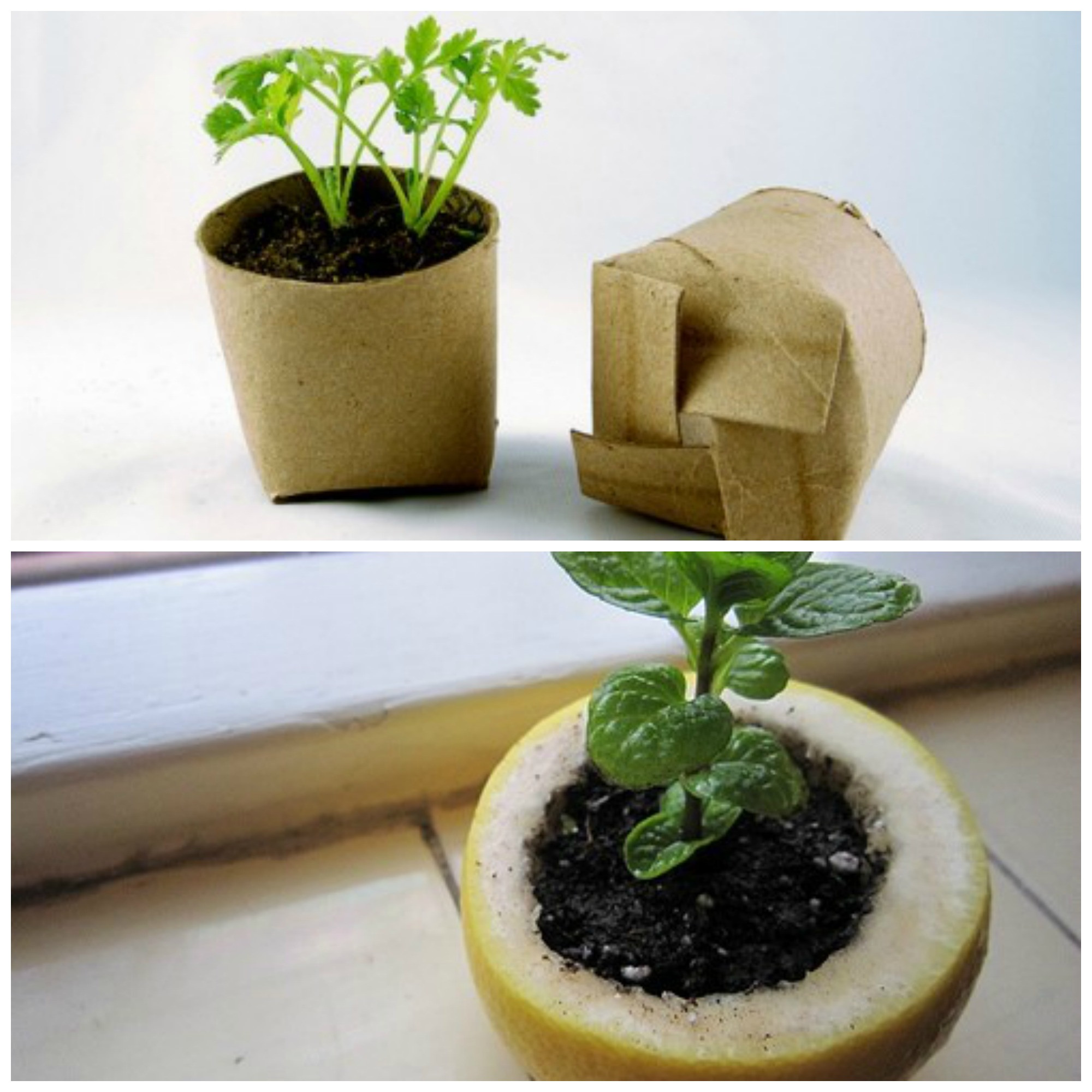 Diy Pflanzen
 Upcycling 11 kreative Ideen für Ihre Pflanzen