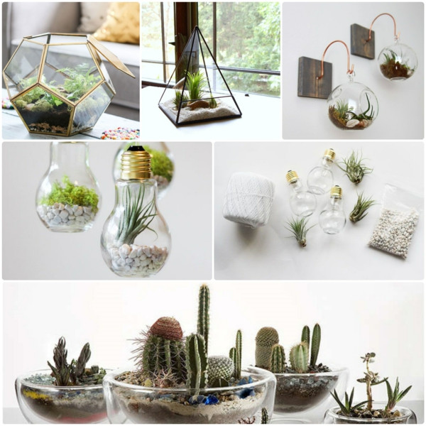 Diy Pflanzen
 Wie baue ich ein Terrarium Pflanzen und passende Glasgefäße
