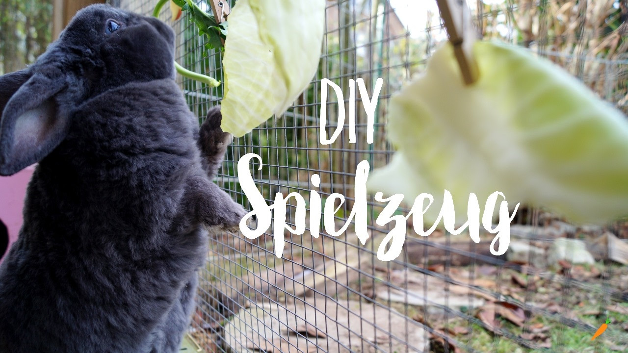 Diy Spielzeug
 DIY Spielzeug für Kaninchen Beschäftigungsideen 2