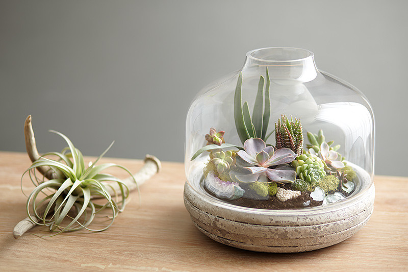 Diy Terrarium
 DIY Terrarium Create a Mini Landscape in 6 Steps