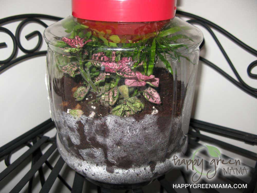 Diy Terrarium
 DIY Terrariums Green Crafts for Kids Learning about Eco