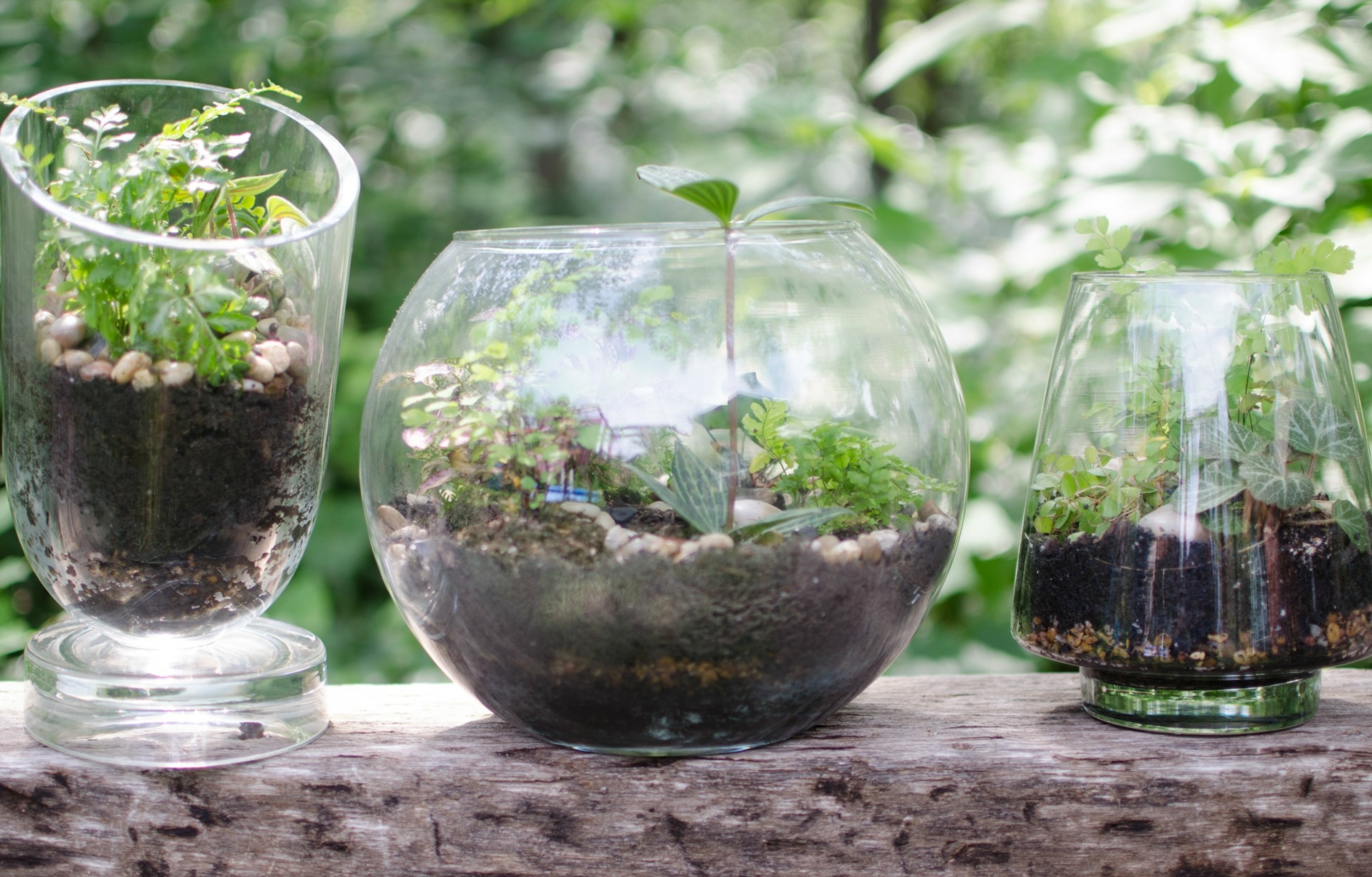 Diy Terrarium
 Gorgeous DIY Terrariums Jenni Raincloud