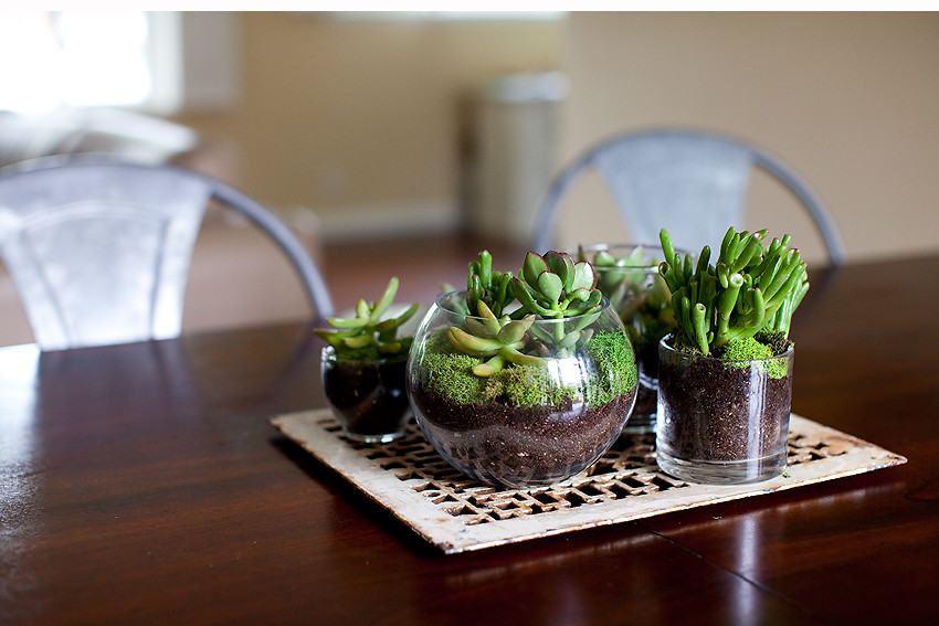 Diy Terrarium
 DIY Terrarium [Orange County grapher]